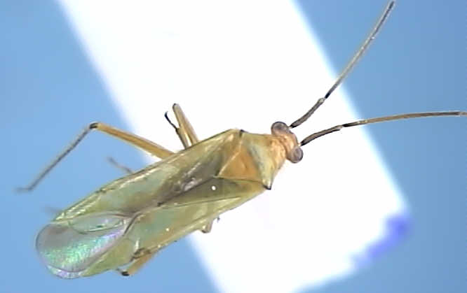 Blepharidopterus angulatus